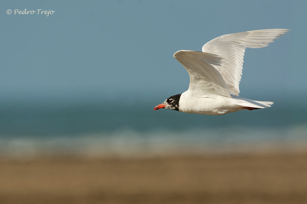 Gaviota cabecinegra (Larus melanocephalus)